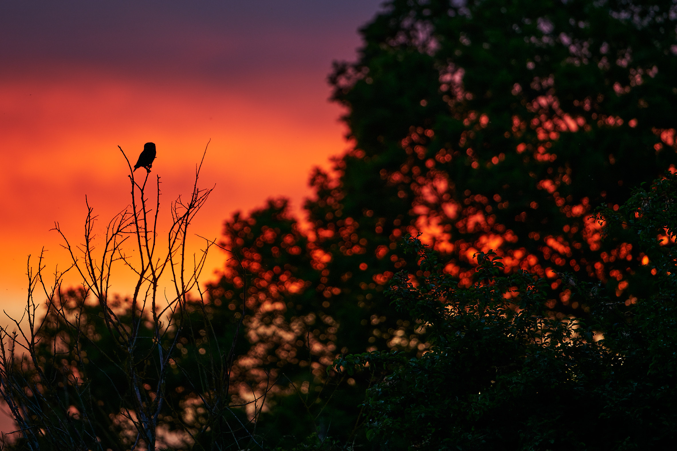 little owl silhouette sunset